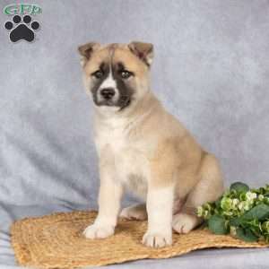 Tristan, Akita Mix Puppy